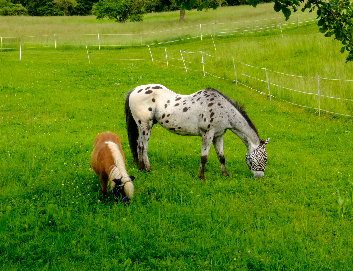 Ein Zebra-Dalmatiner-Pferd