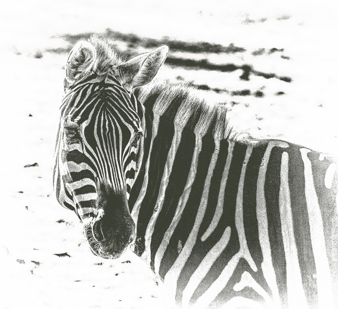 Ein Zebra