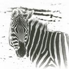 Ein Zebra