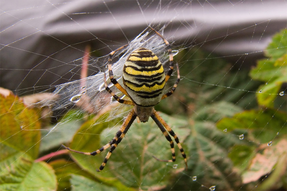 Ein Zebra in der Wiese