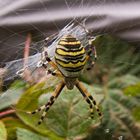 Ein Zebra in der Wiese