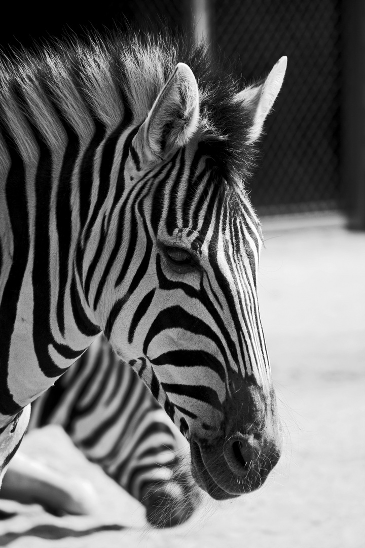 Ein Zebra in schwarz-weiß