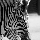 Ein Zebra in schwarz-weiß