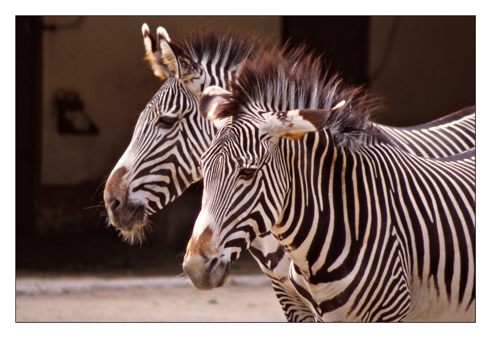 Ein Zebra kommt selten allein ...