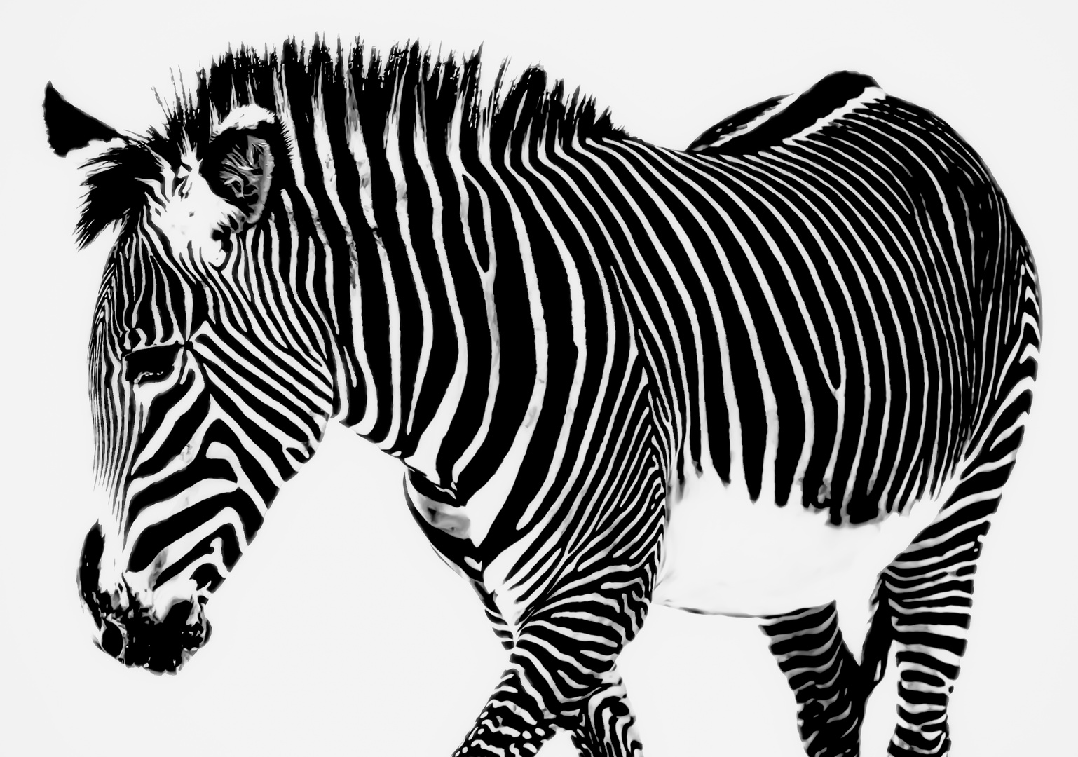 Ein Zebra mal Schwarz mal Weiß..