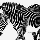 Ein Zebra mal Schwarz mal Weiß..