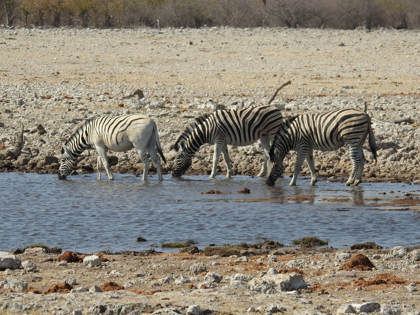 Ein Zebra mit weißem Hinterteil