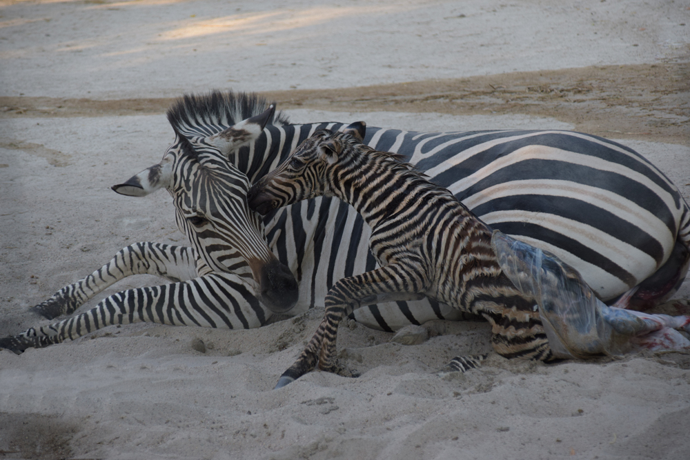 Ein Zebra wird geboren