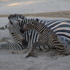 Ein Zebra wird geboren