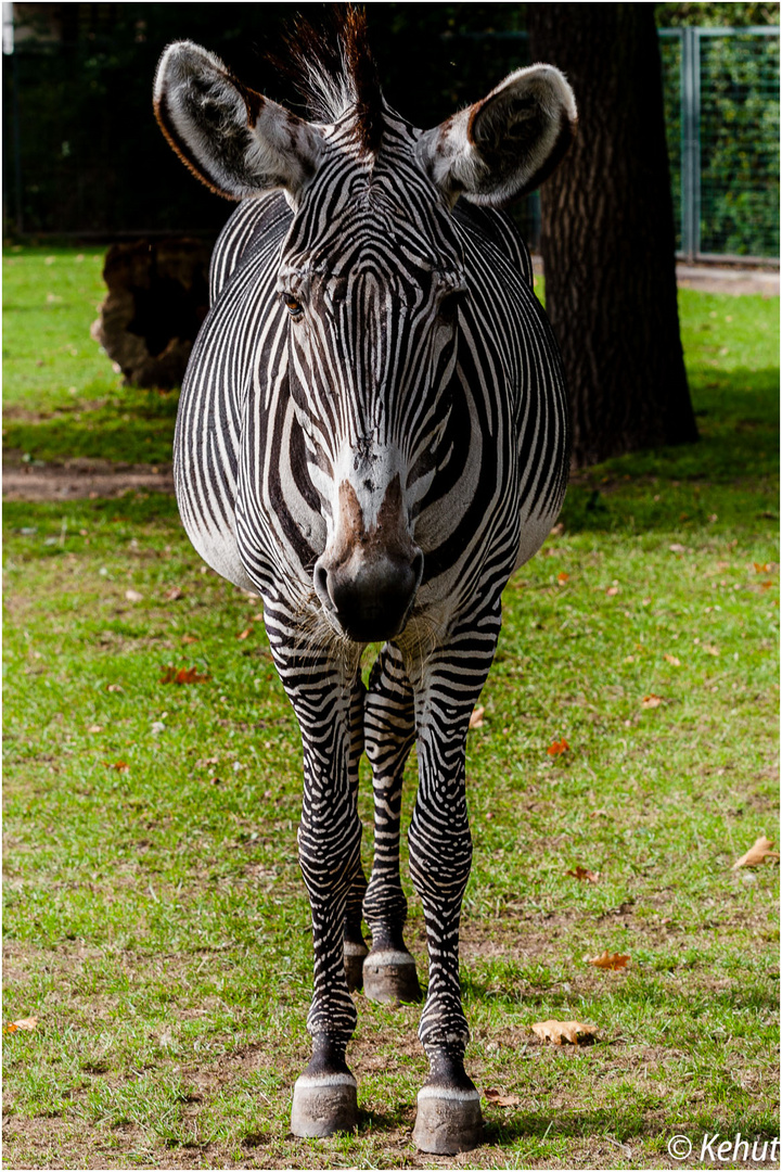 Ein Zebra. .. - Zoo Magdeburg