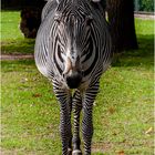 Ein Zebra. .. - Zoo Magdeburg