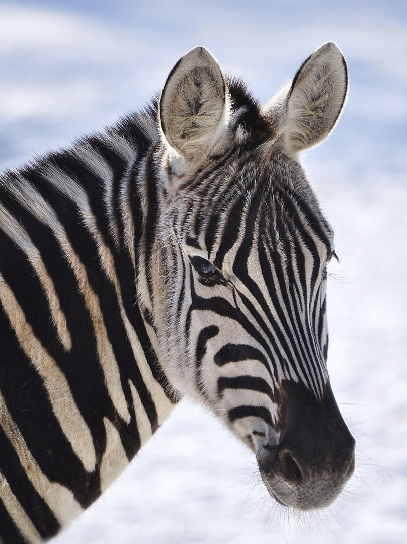 Ein Zebra zum Knutschen.....