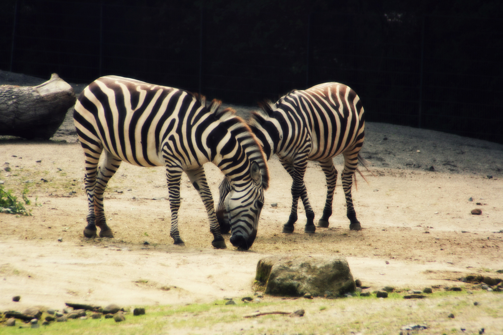 Ein Zebrapärchen im ZOOM