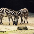 Ein Zebrapärchen im ZOOM