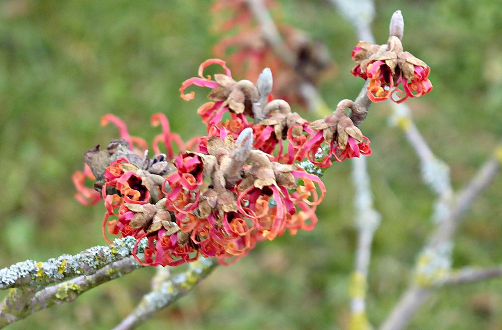 Ein Zeichen... Foto & Bild | pflanzen, pilze & flechten, blüten