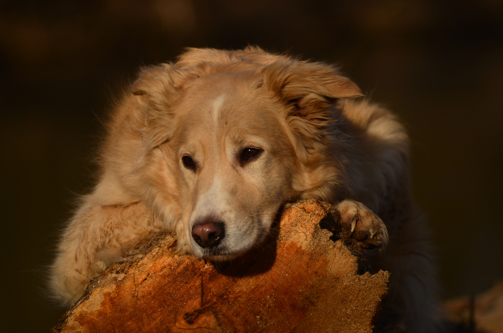 Ein Zentimeter Hund ist mir lieber als ein Kilometer Stammbaum. (Dana Burnett)