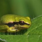 Ein Zentimeter Laubfrosch