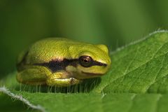 Ein Zentimeter Laubfrosch