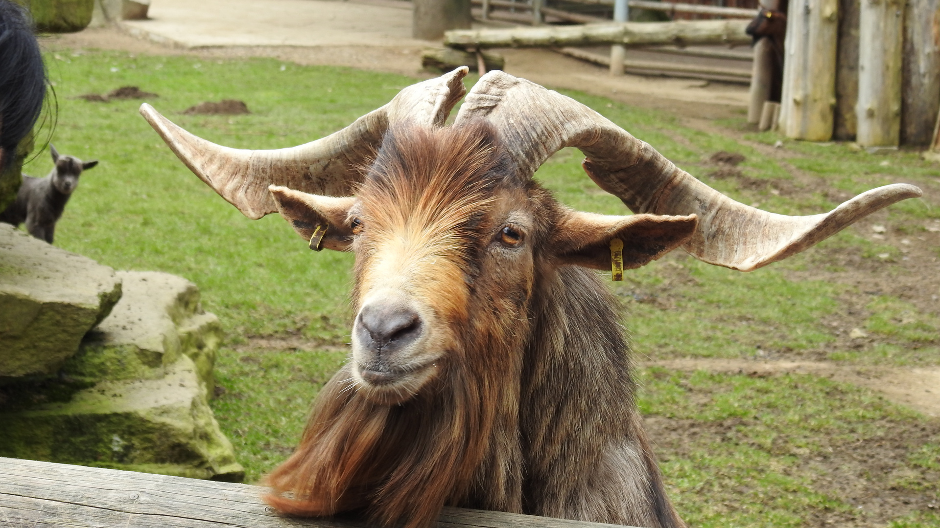 ein Ziegenbock