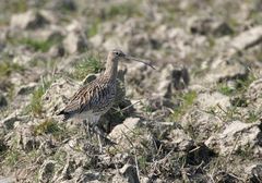 Ein "ziemlich großer" Vogel..