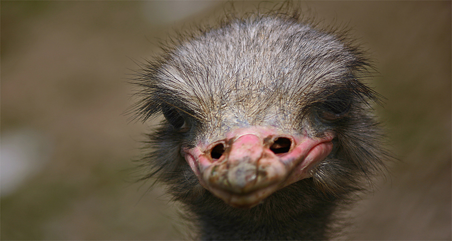 ein ziemlich hässlicher Vogel...