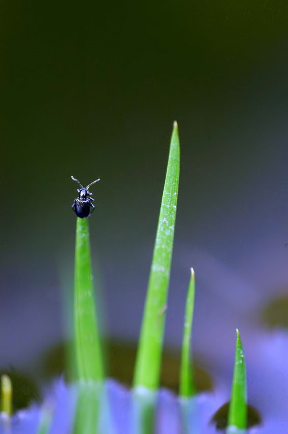 Ein ziemlich kleiner Käfer