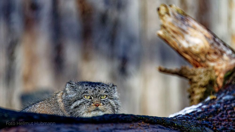 EIN ZIEMLICH RIESIGER VOGELKÄFIG FÜR EINE KLEINE MIEZEKATZE