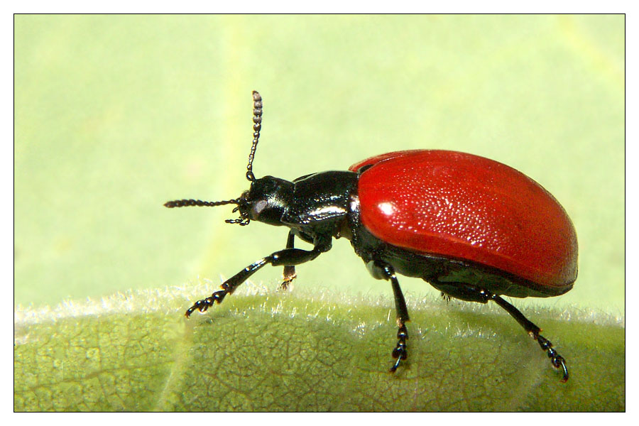 ein ziemlich seltener roter Käfer (ohne Punkte) läuft vorbei