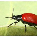 ein ziemlich seltener roter Käfer (ohne Punkte) läuft vorbei