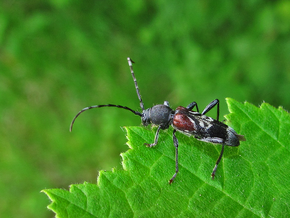 Ein Zierbock