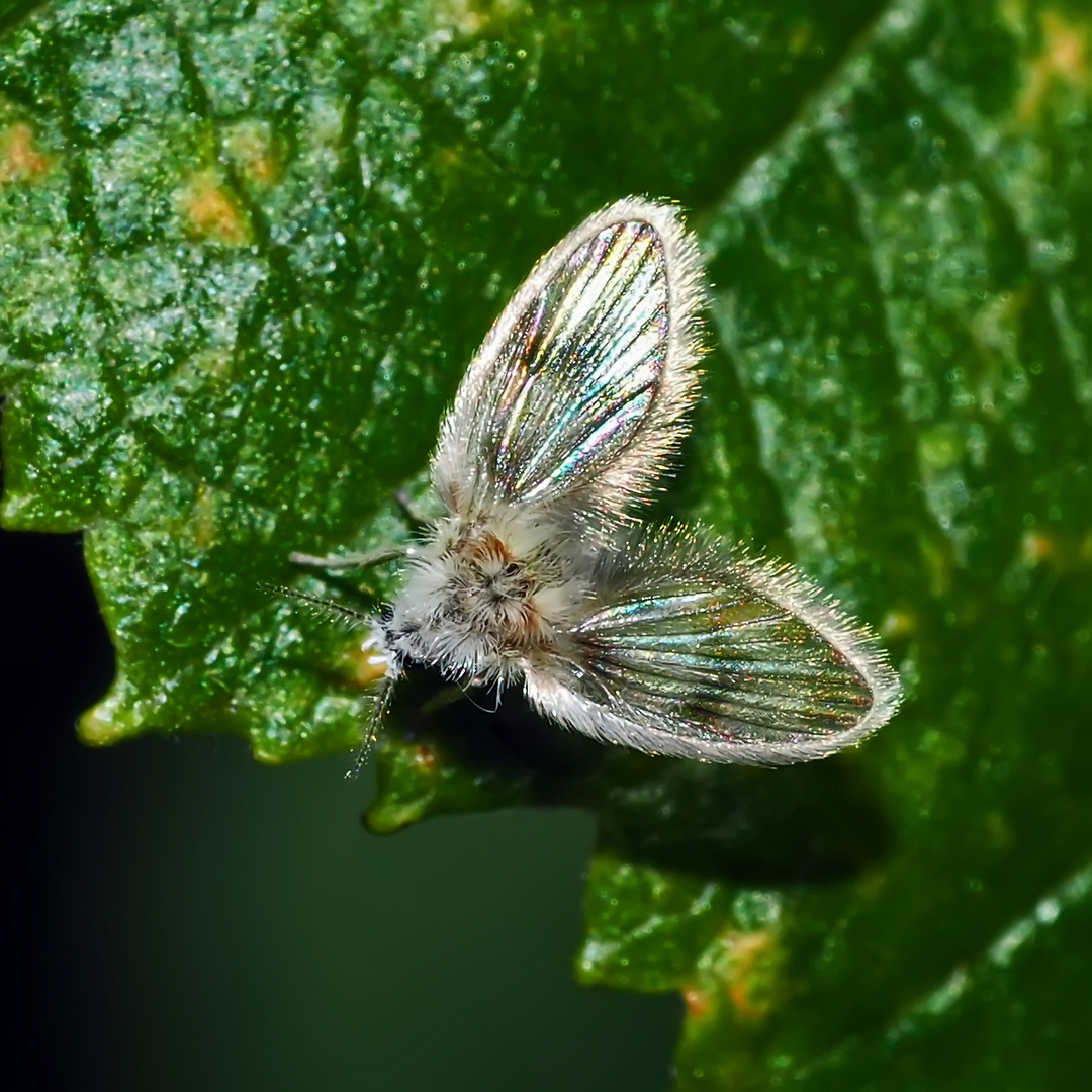 Ein zierlicher Winzling! - eine Schmetterlingsmücke (Psychodidae) *