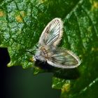 Ein zierlicher Winzling! - eine Schmetterlingsmücke (Psychodidae) *