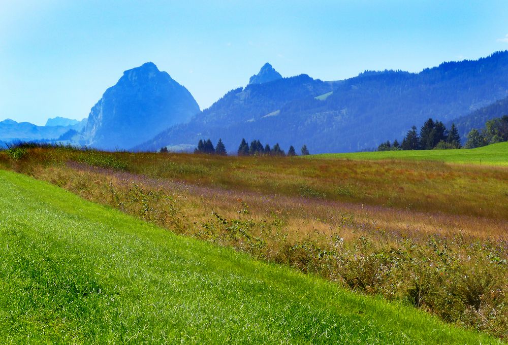 Ein Zipfel Hochmoor