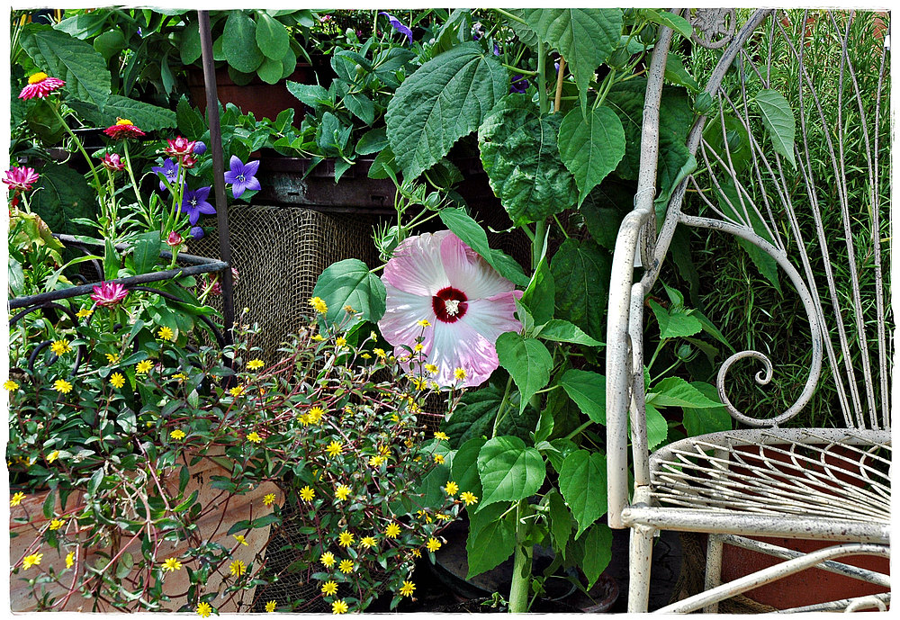 ein Zipfelchen Sommergarten