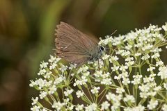 Ein Zipfel(!)falter im wahrsten Sinne des Wortes :-) - ...