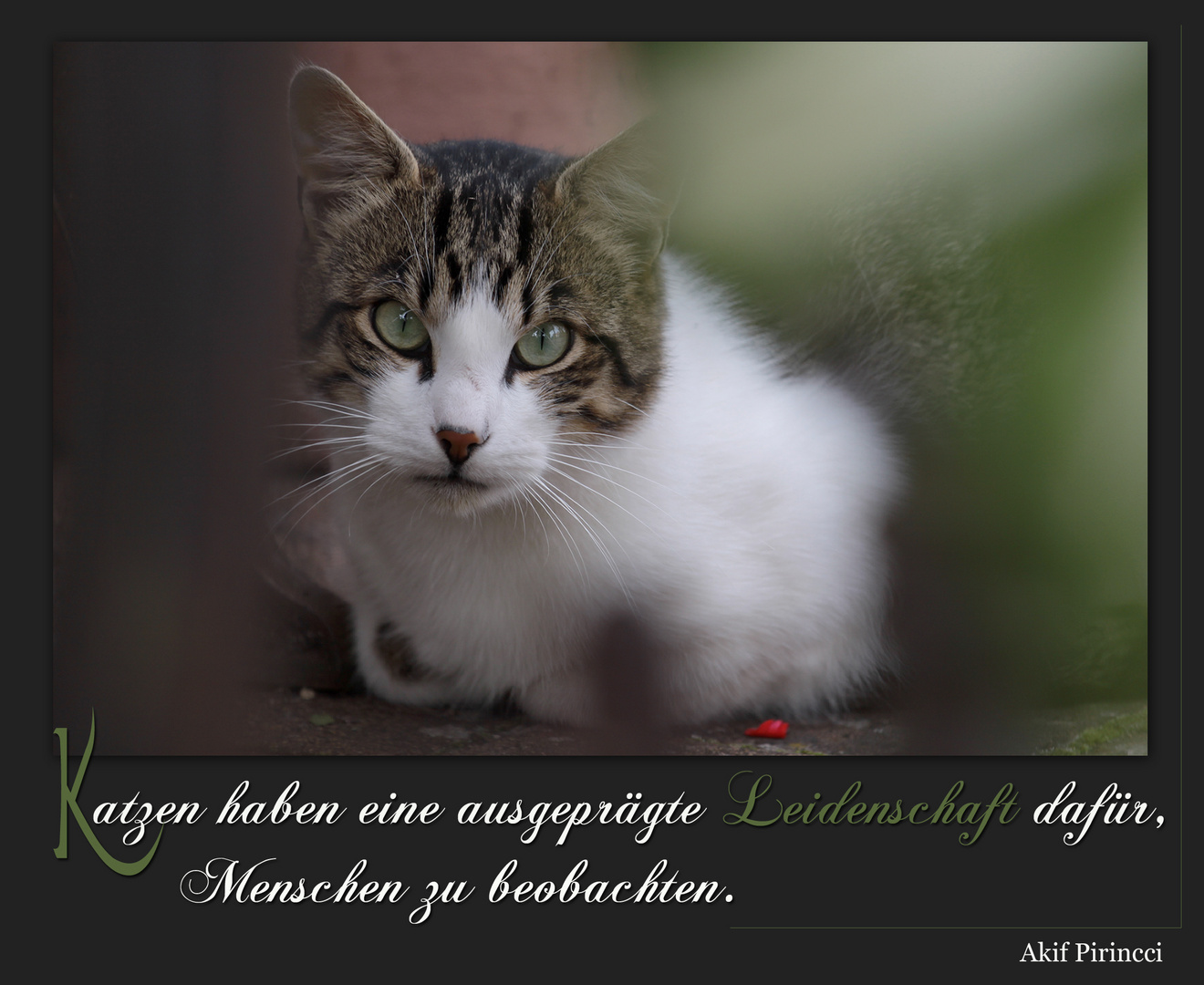 Get Zitat tiere Desktop Wallpaper Free Zitat Tiere