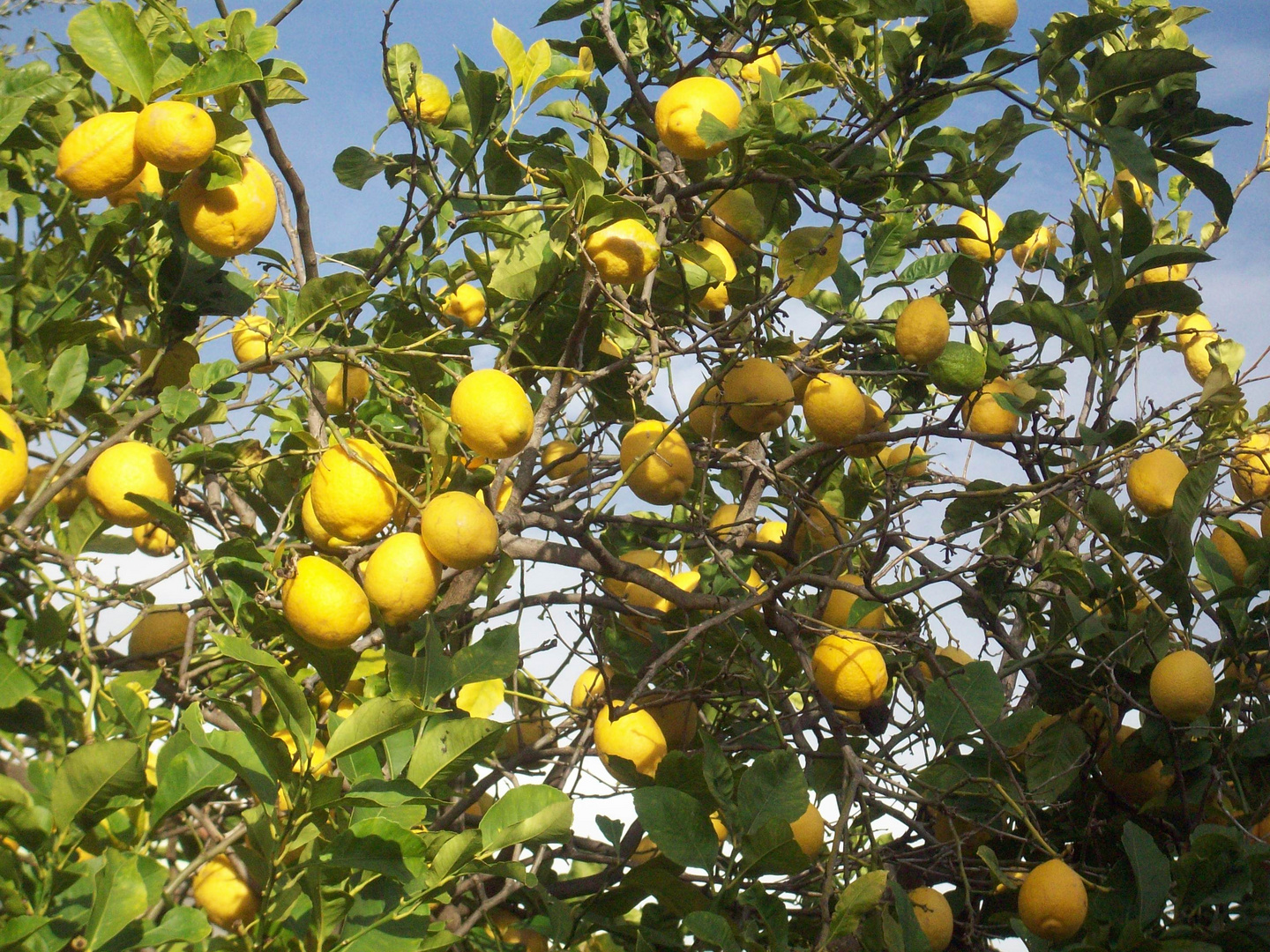 Ein Zitronen-Baum