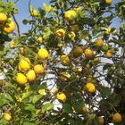 Ein Zitronen-Baum
