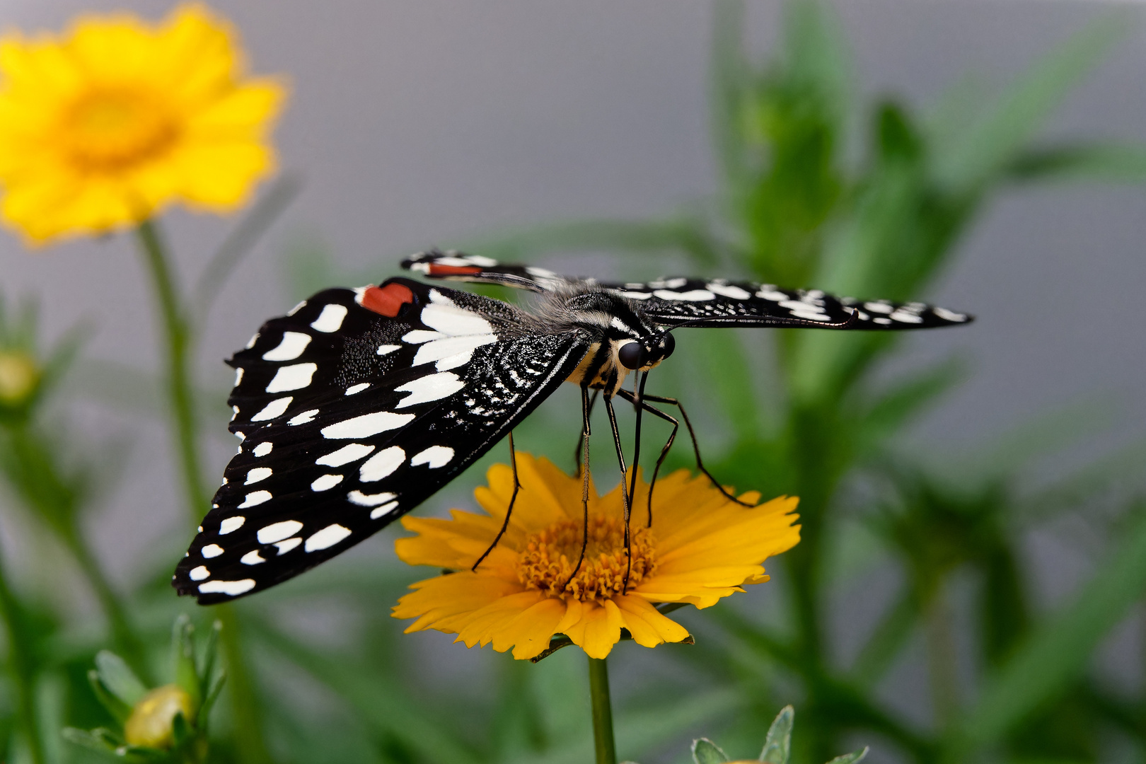 Ein Zitrusschwalbenschwanz (Papilio demodocus)