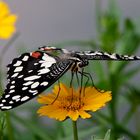 Ein Zitrusschwalbenschwanz (Papilio demodocus)