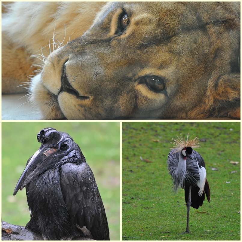 Ein Zoobesuch wär wieder fällig...