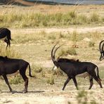 Ein zoologischer Höhepunkt: Die Rappenantilope