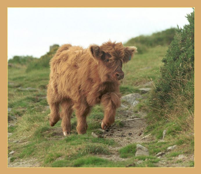 Ein zotteliges Tierchen