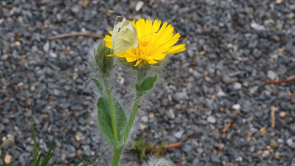 Ein zottiges Habichtskraut, Hiratium villosum, hat die Blüten weit geöffnet...