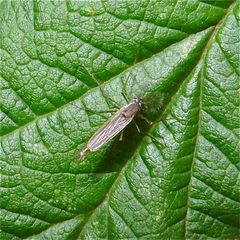 Ein Zuckmückenmännchen (Fam. Chironomidae), etwa 8 mm lang . . .