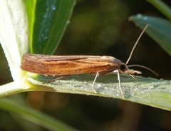 Ein Zünsler (Agriphila sp.) trinkt Morgentau