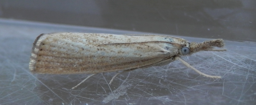 Ein Zünsler - Agriphila straminella - mit schönen blauen Augen