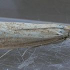 Ein Zünsler - Agriphila straminella - mit schönen blauen Augen