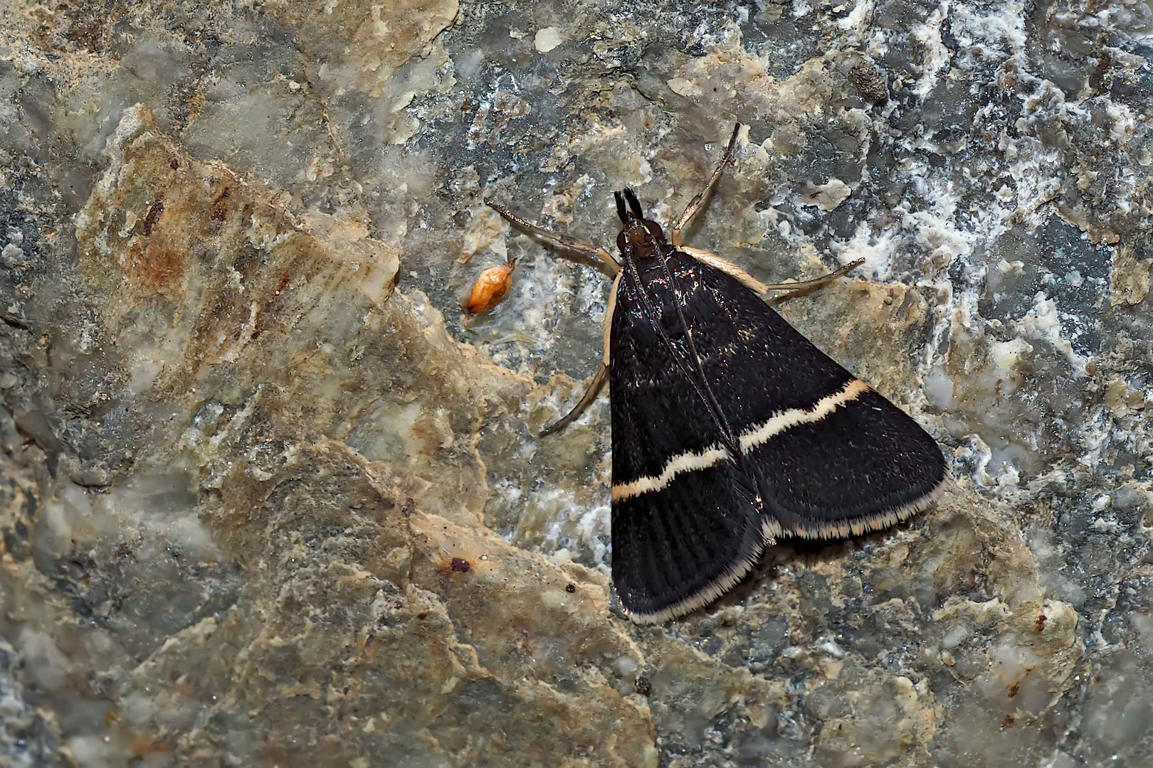 Ein Zünsler: Pyrausta cingulata oder Pyrausta rectefascialis* - Un papillon de nuit.