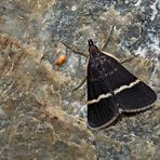 Ein Zünsler: Pyrausta cingulata oder Pyrausta rectefascialis* - Un papillon de nuit.